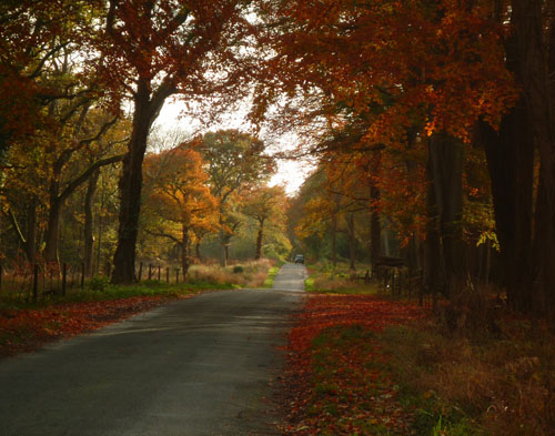 autumn-leaves-charlbury-500 autumn-leaves-charlbury-500