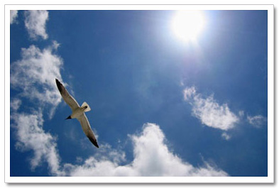 Seagull Flying
